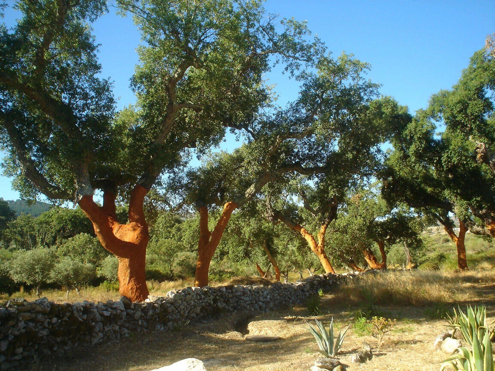 Herdade Da Fonte Castelo de Vide Kültér fotó